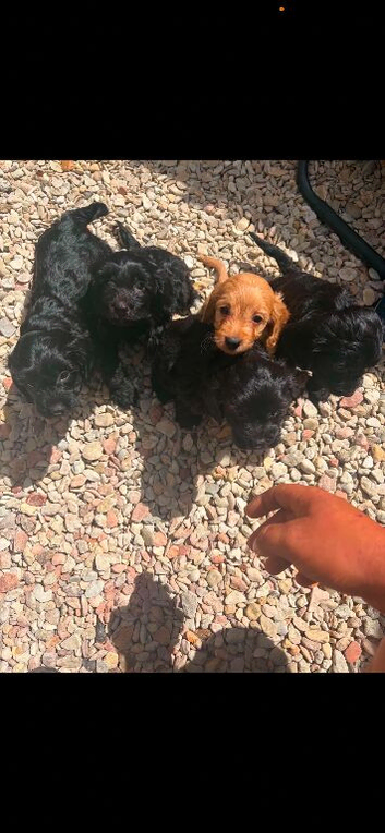 Cocker spaniel puppies