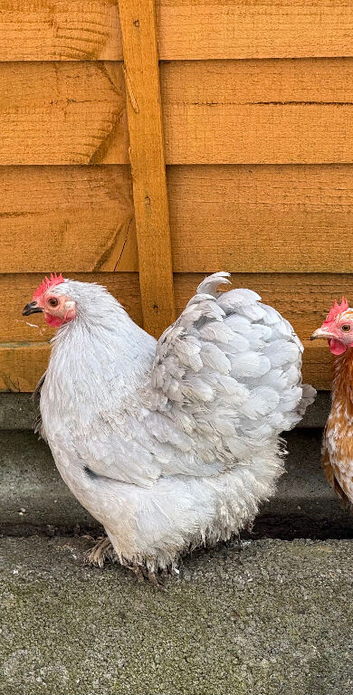 Pekin Bantams