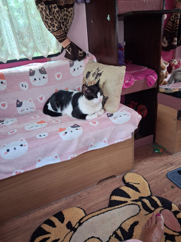 Male cat needs loving home
