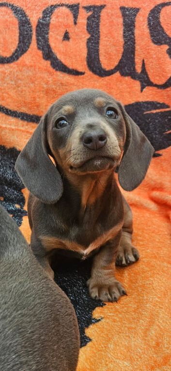 Blue & Tan Dachshund Puppies