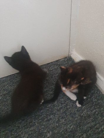 8 weeks kitten