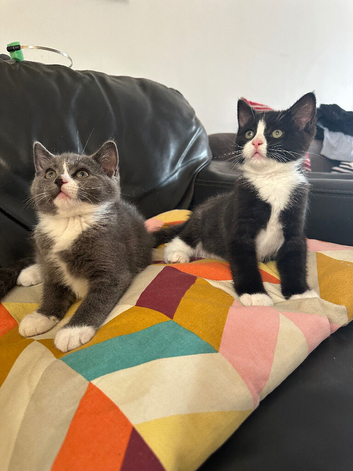 Kittens 12wks &pound;200 each