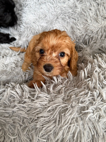 Lovely Red cockapoo looking for his new home