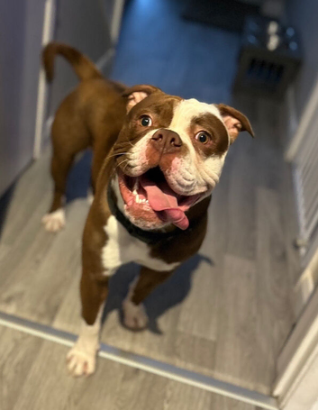 Old English bull dog - urgent rehome