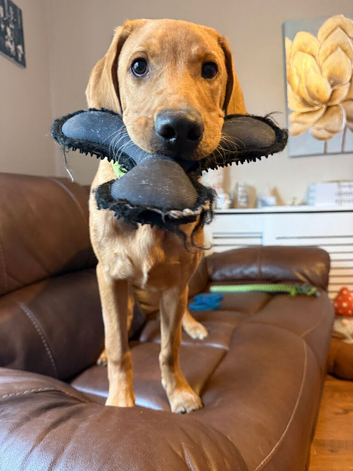 Red fox lab