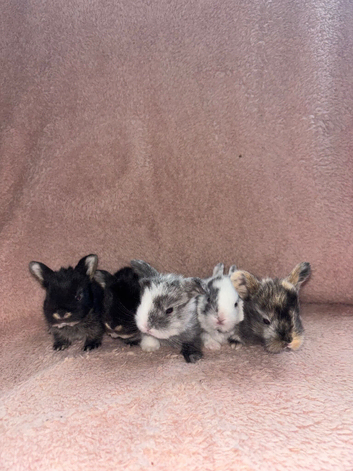 5 English Lop X Netherland Dwarf Babies