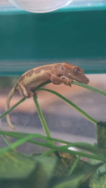 2 baby crested geckos looking for new