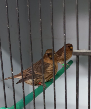 Redpolls abcr