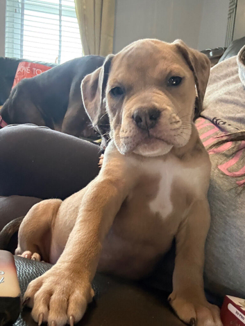 Stunning Old English Bulldog Pups