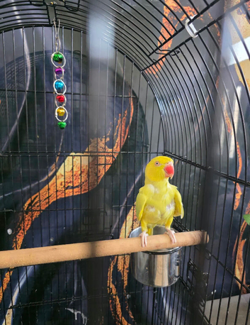 Yellow lutino indian ringneck parrot
