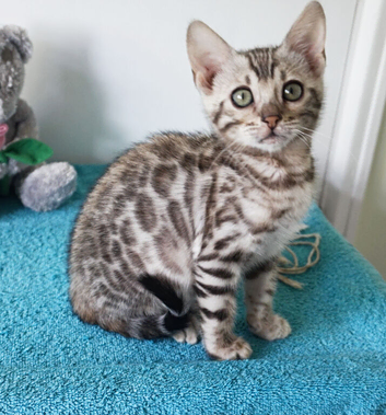 Lovely Bengal Girl Kitten