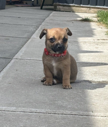 Jackawawa puppies