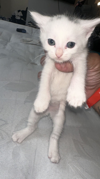 1 male kitten left