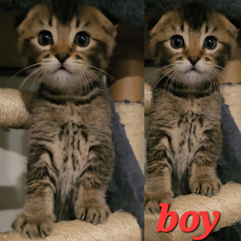 Beautiful Scottish fold/straight kittens