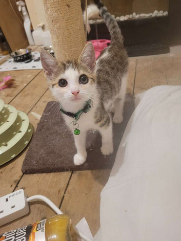 kittens