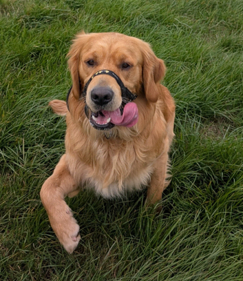kC proven dark golden retriever