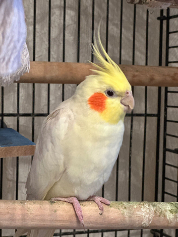 lutino cockatiel