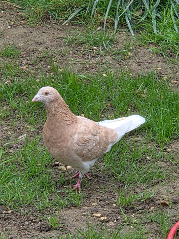Female