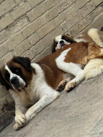 Saint Bernard Puppies For Sale
