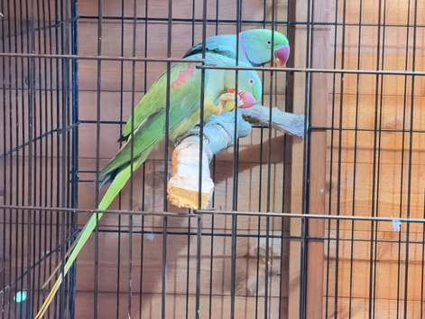 ALEXANDRINE BOUNDED PAIR