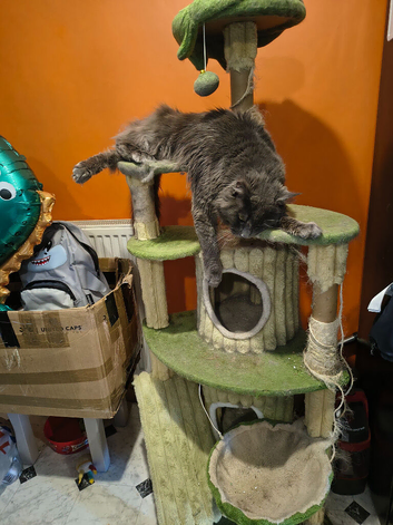 Blue colour male Maine coon