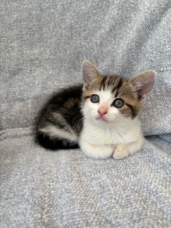 Gorgeous kittens