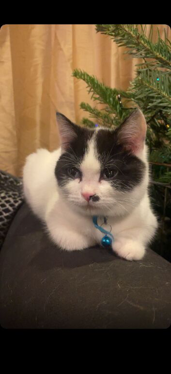 Cat