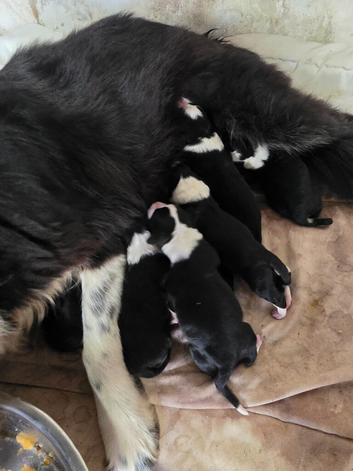 Border Collie puppies