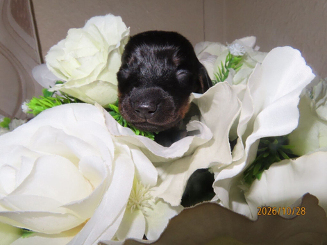 Miniature dashound puppies