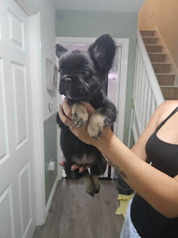 Fluffy french bulldog male 9 weeks old