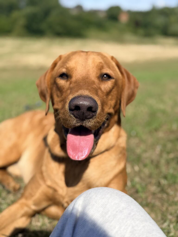 12 month old fox red Labrador