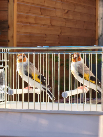 Siberian goldfinchs