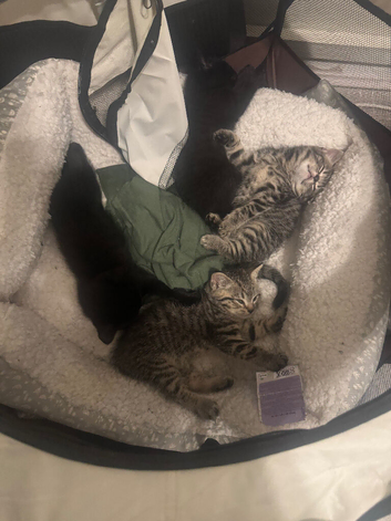 British shorthair cross tabby kittens