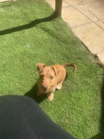 Wired haired terrier pup