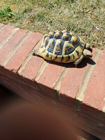 Feamale Hermanns tortoise for sale