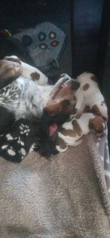Puppies