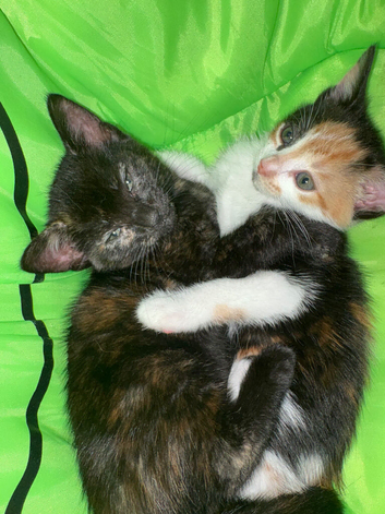 Beautiful female kittens available now