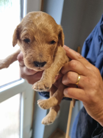 Stunning Fox Red F2b Goldendoodle puppies