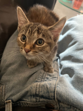 Looking for a for a Tabby