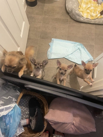Beautiful Chihuahua Puppies Available