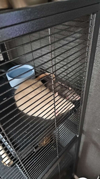 2 male bonded rats