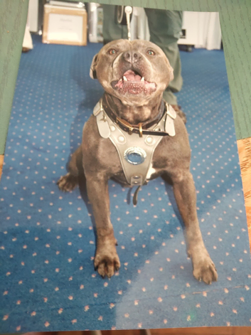 Stud dog blackpool