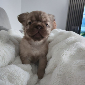 Fluffy French Bulldog Ready Now