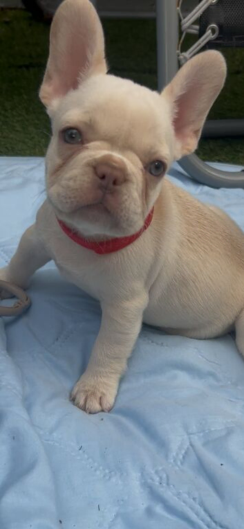 Platinum.blue eyes frenchies