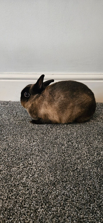 Pure Bred Netherland Dwarf Doe