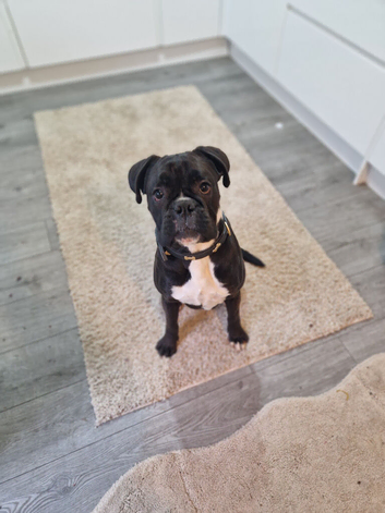 Boxer
