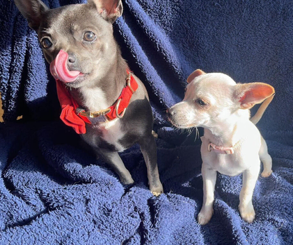 Female cream puppy