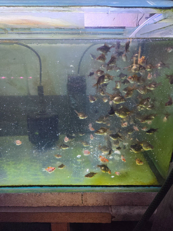 Fantails and butterfly tail moores