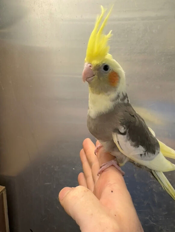 Hand reared baby cockatiel available&hellip;