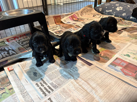 Gorgeous Litter of Cocker Spaniel Puppies